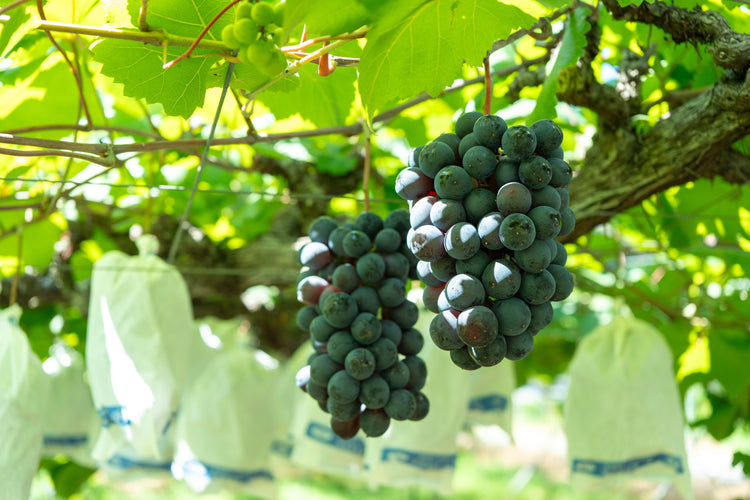 SOIL TABLE ぶどうコンポート