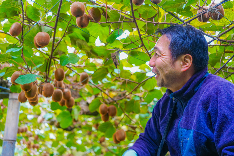 【予約販売】愛媛県産 菊地農園 減農薬栽培キウイフルーツ 2kg 数量限定