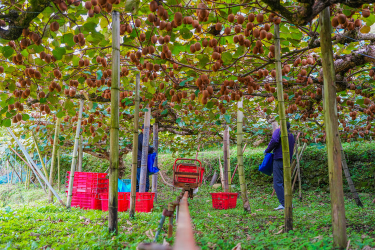 【予約販売】愛媛県産 菊地農園 減農薬栽培キウイフルーツ 2kg 数量限定