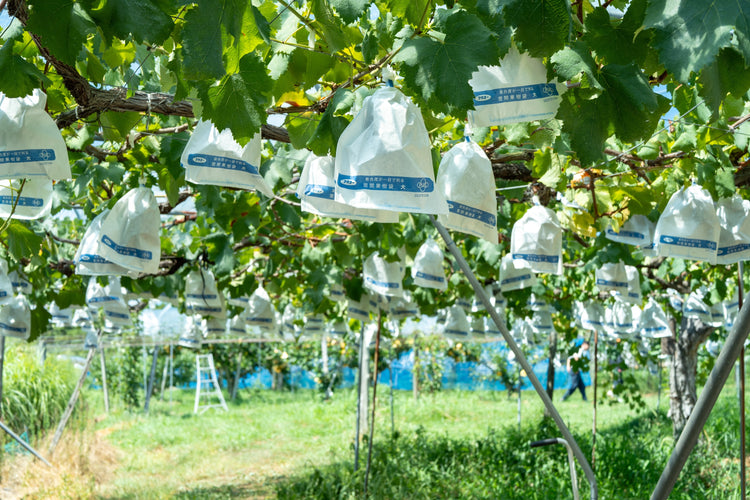 SOIL TABLE ぶどうコンポート