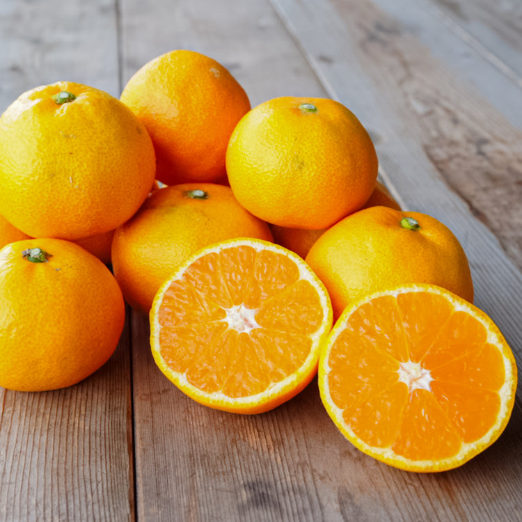 【数量限定】ゆら早生みかん(S〜Mサイズ)家庭用