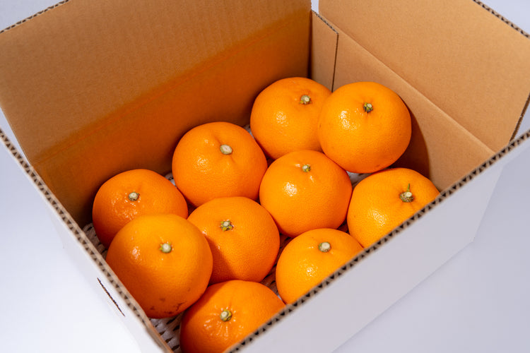 愛媛県産 ハウスせとか 数量限定