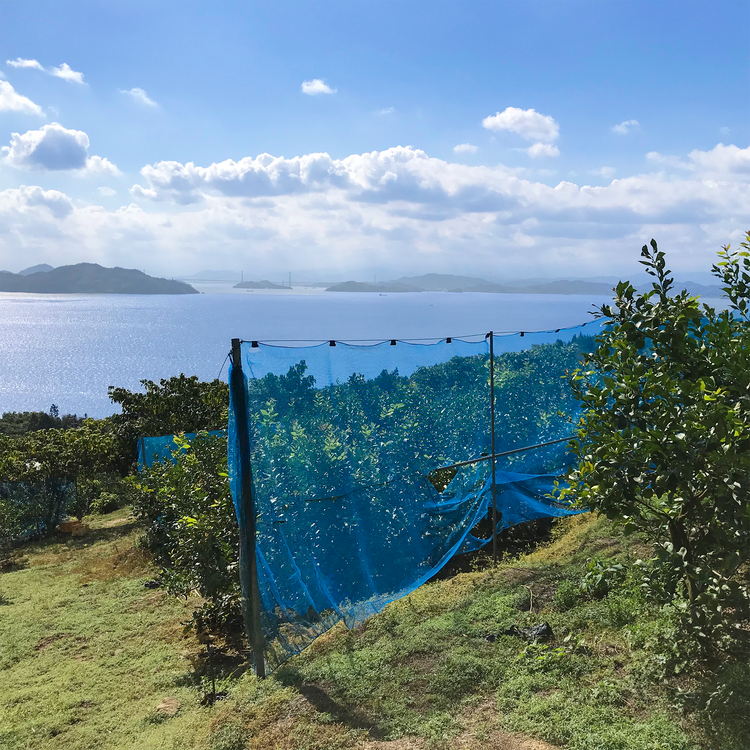 今季初! グリーンレモン2kg 訳あり・家庭用【農薬不使用】愛媛県大三島産 瀬戸内レモン