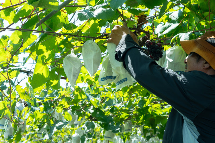 SOIL TABLE ぶどうコンポート