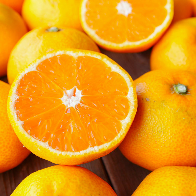 【数量限定】ゆら早生みかん(S〜Mサイズ)家庭用