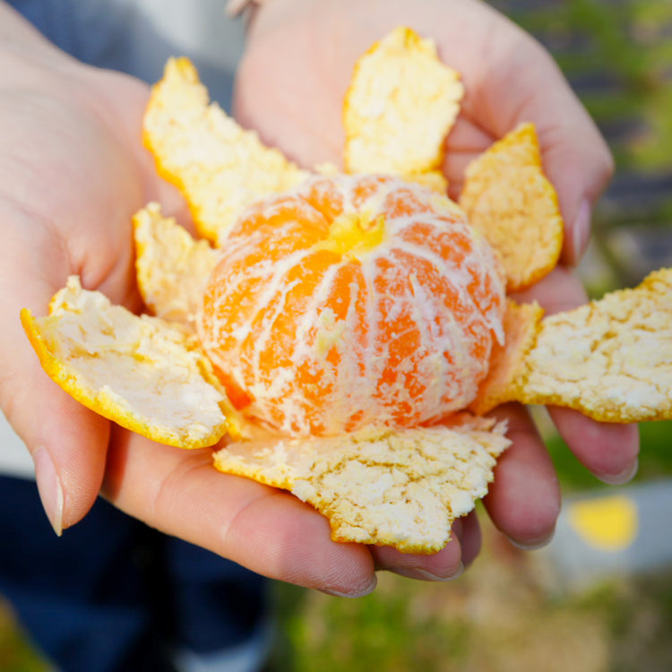 【数量限定】ゆら早生みかん(S〜Mサイズ)家庭用