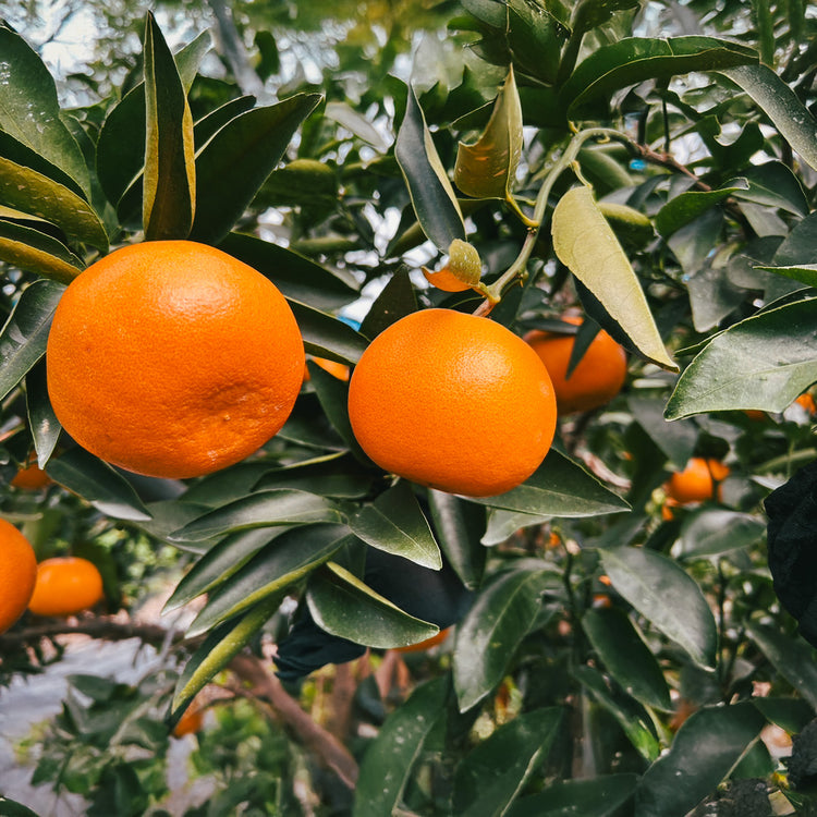 愛媛県産 ハウスせとか 贈答用 2Lサイズ (12玉入り)