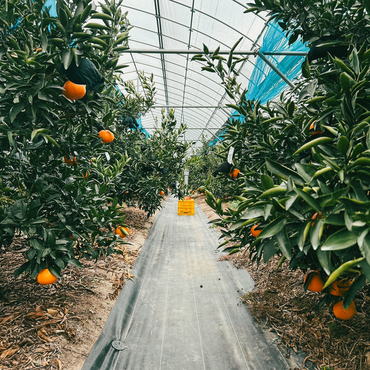 愛媛県産 ハウスせとか 贈答用 2Lサイズ (12玉入り)