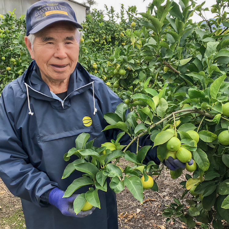 今季初! グリーンレモン2kg 訳あり・家庭用【農薬不使用】愛媛県大三島産 瀬戸内レモン