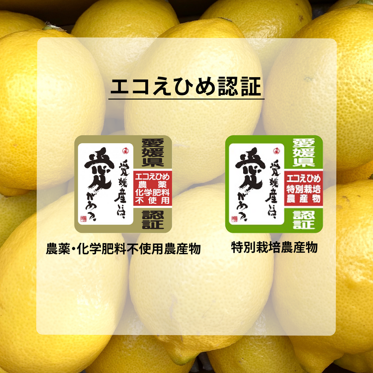 愛媛県大三島産『神の島レモン』【農薬不使用】 2kg (訳あり・家庭用) 瀬戸内レモン イエローレモン