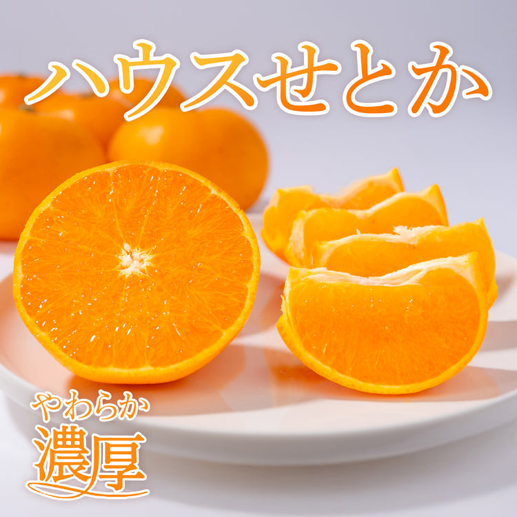 愛媛県産 ハウスせとか 贈答用 2Lサイズ (12玉入り)