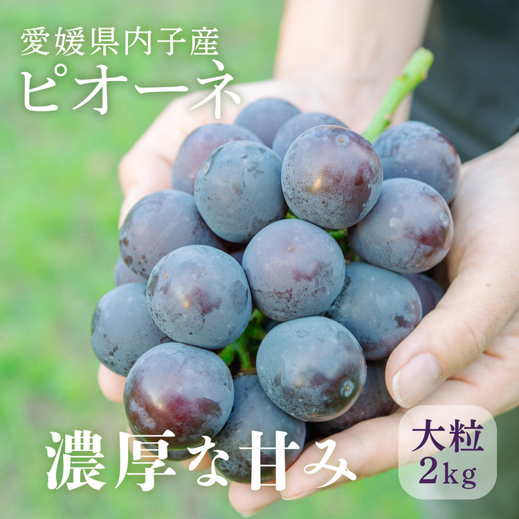 【数量限定】ピオーネ 愛媛県内子産 2kg【予約商品】