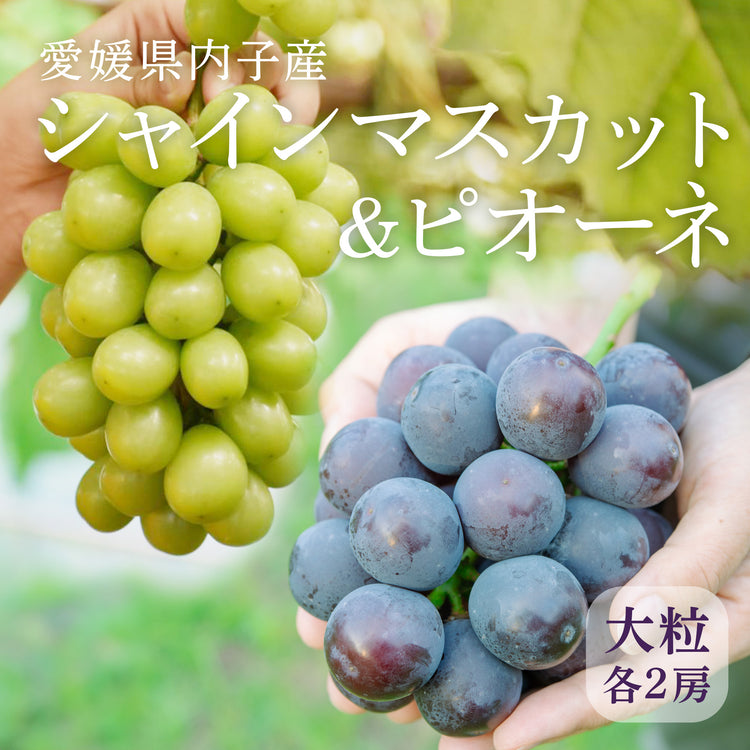 【10箱限定】シャインマスカット&ピオーネ 各2房 愛媛県内子産 2kg【予約商品】