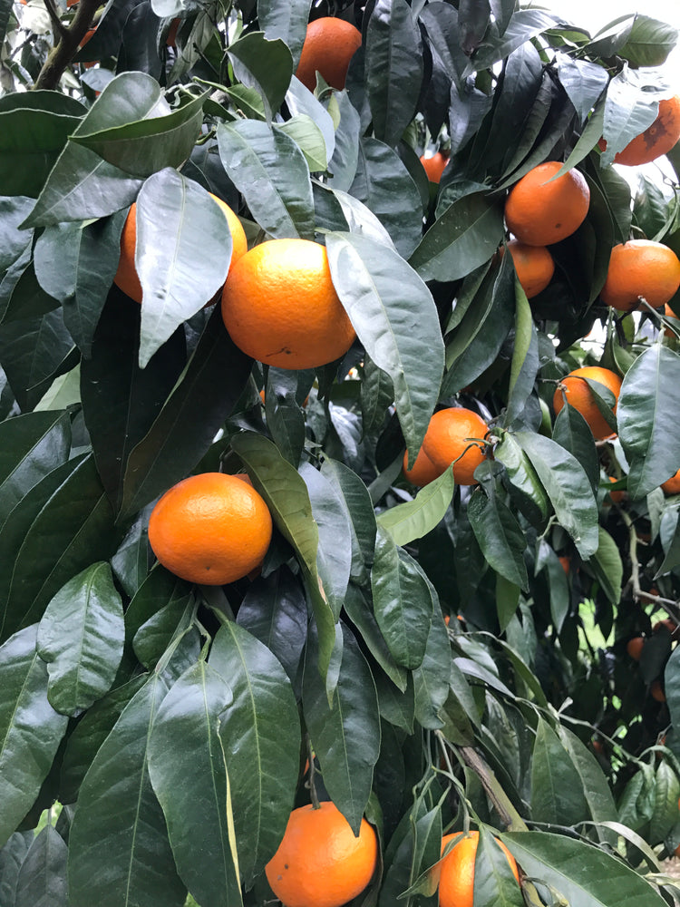 【20箱限定】愛媛県産 南津海(なつみ)ご家庭用 みかん