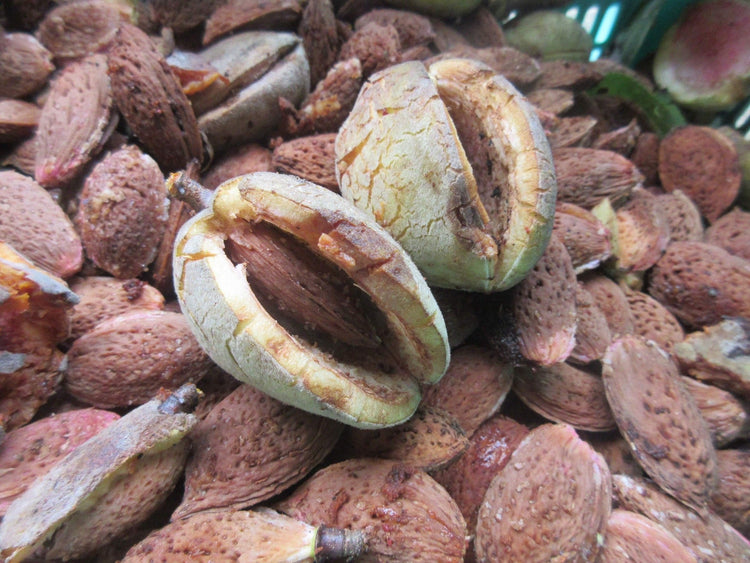 SOIL TABLE 紫芋&りんご&アーモンドジャム