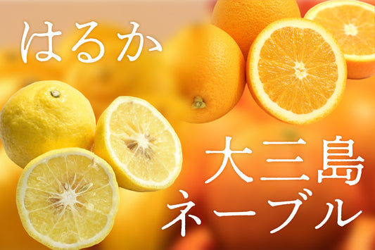 【新発売】愛媛みかん「はるか」と「大三島ネーブル」