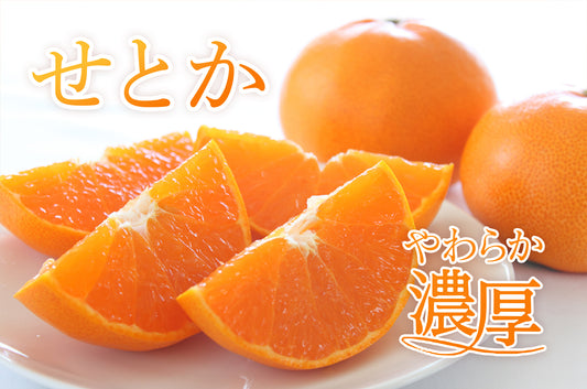 【新発売】愛媛みかん「せとか」柑橘界の大トロ