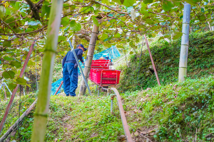 【予約販売】愛媛県産 菊地農園 減農薬栽培キウイフルーツ  2kg　数量限定