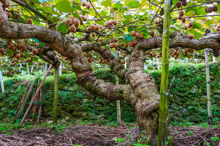 【予約販売】愛媛県産 菊地農園 減農薬栽培キウイフルーツ  2kg　数量限定