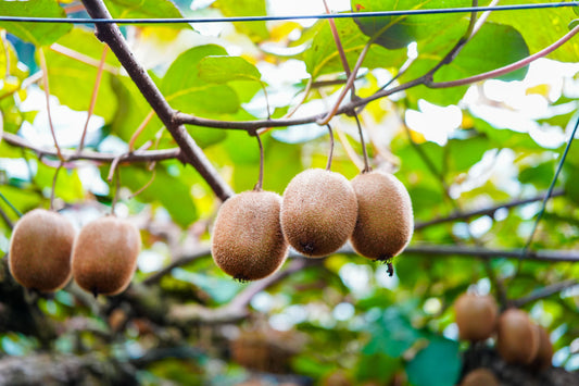 【予約販売】愛媛県産 菊地農園 減農薬栽培キウイフルーツ  2kg　数量限定