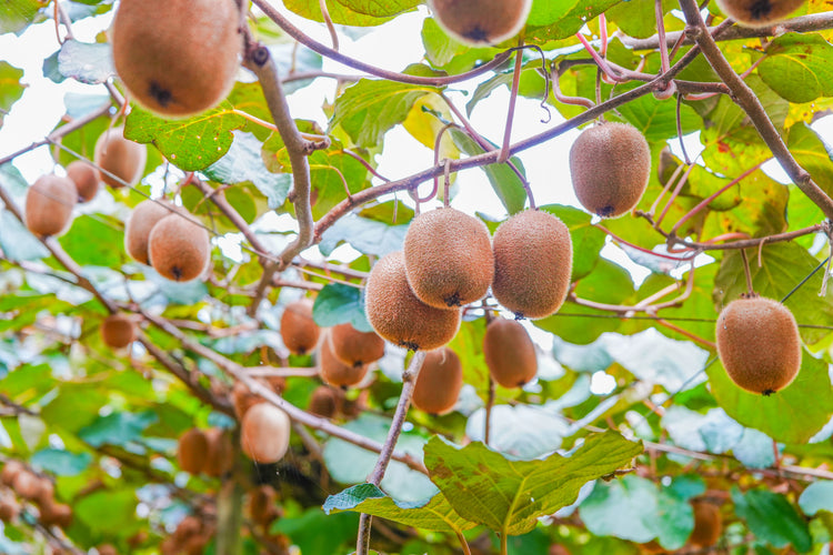【予約販売】愛媛県産 菊地農園 減農薬栽培キウイフルーツ  2kg　数量限定