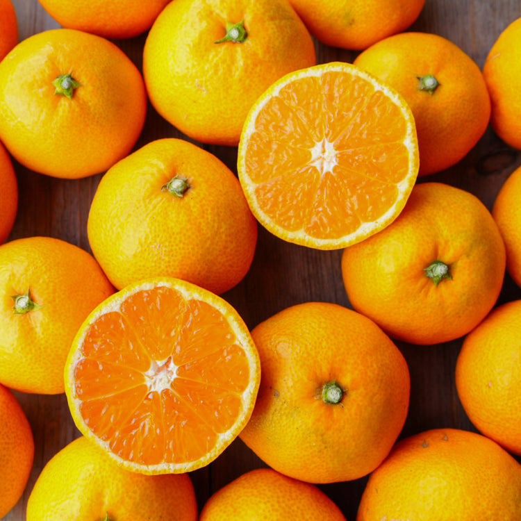 【数量限定】ゆら早生みかん（S〜Mサイズ）家庭用　