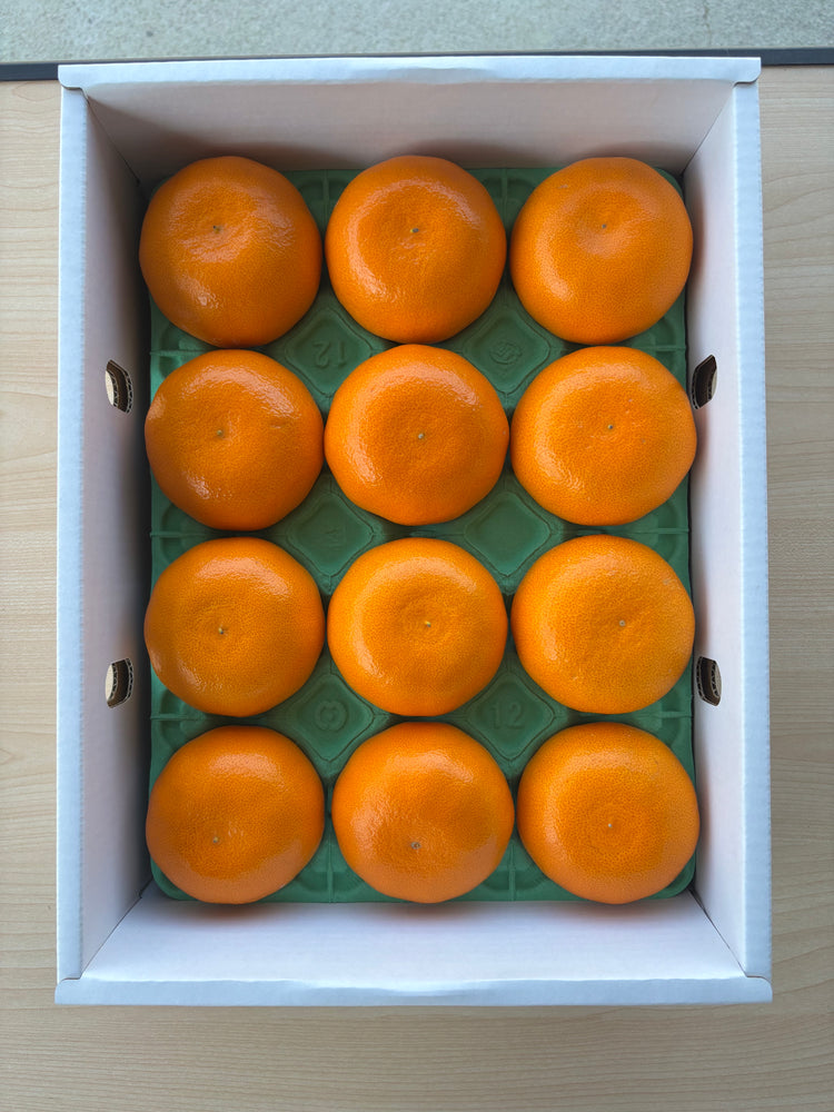 愛媛県産 ハウスせとか 贈答用 2Lサイズ （12玉入り）