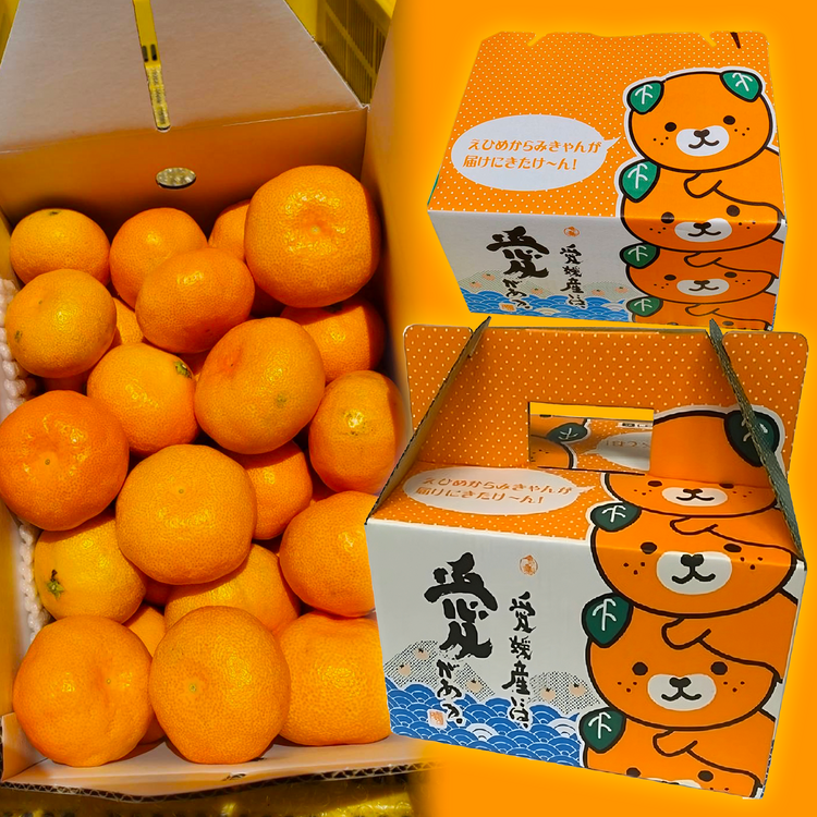 柑橘の宝石 愛媛県産ハウスみかん 3kg(みきゃん箱入り）7月25日から随時発送
