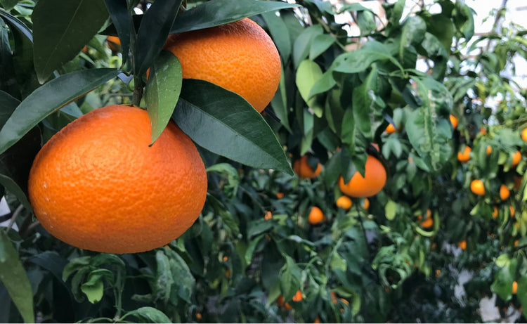 愛媛県産 完熟まどんなみかん (家庭用） Mサイズ 3kg 17〜20玉